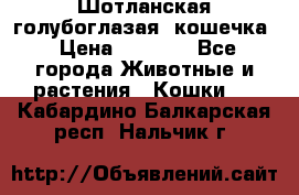 Шотланская голубоглазая  кошечка › Цена ­ 5 000 - Все города Животные и растения » Кошки   . Кабардино-Балкарская респ.,Нальчик г.